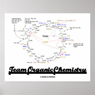 Póster Química orgánica del equipo (Krebs Cycle TCAC)