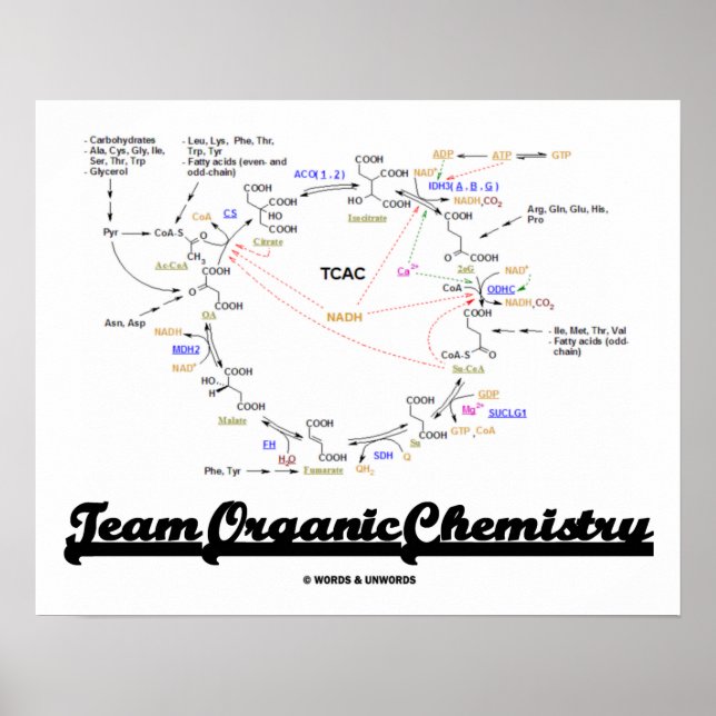 Póster Química orgánica del equipo (Krebs Cycle TCAC) (Frente)
