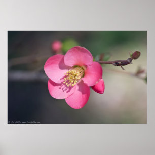 Póster Quince de Flores Rosa Perfecto