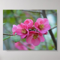 Quince florido