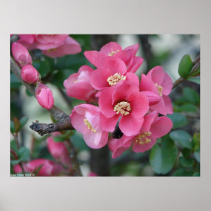Póster Quince florido de color rosa primavera