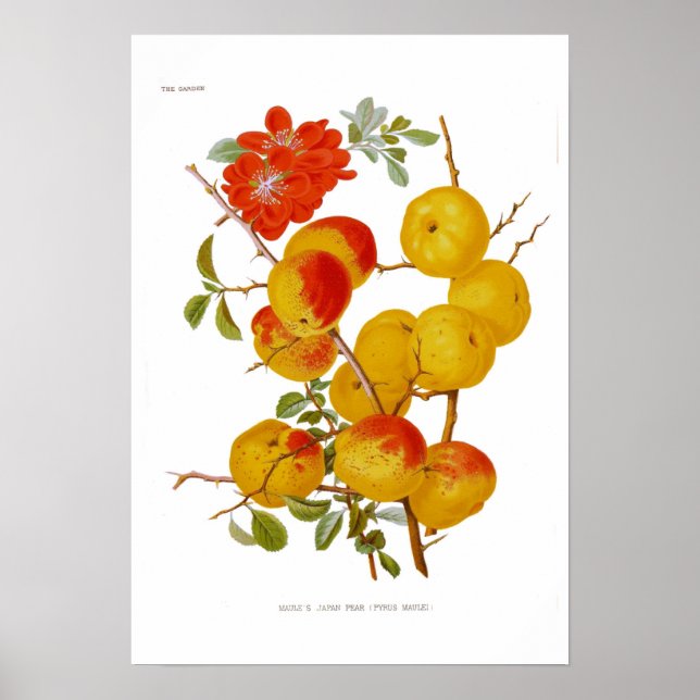 Póster Quince japonés (Frente)