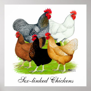 Póster quinteto Sexo-ligado de los pollos