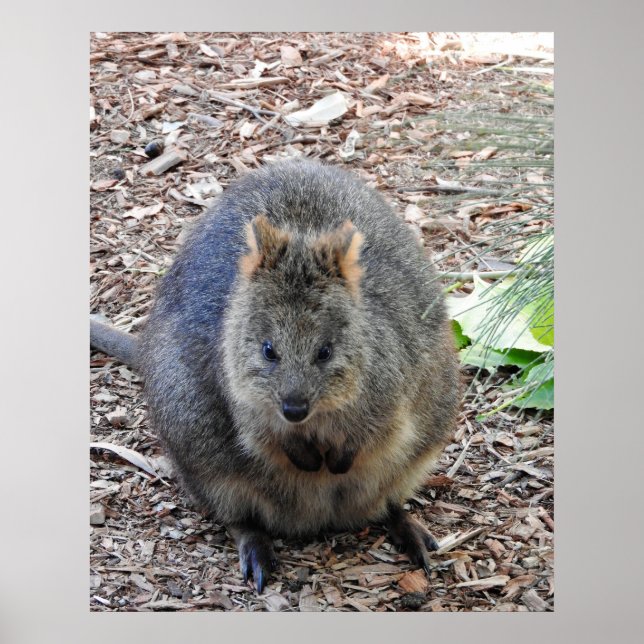 Póster Quokka (Frente)