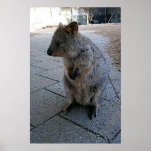 Póster Quokka australiana, Poster, gris furioso