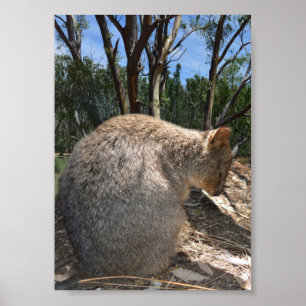 Póster Quokka australiana tenebrosa,