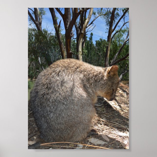Póster Quokka australiana tenebrosa, (Frente)