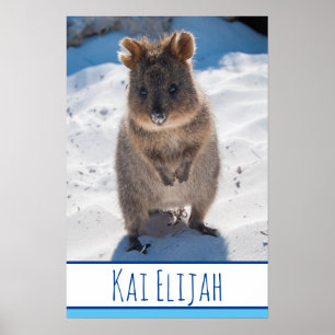 Póster Quokka en la playa de los niños azules de Australi