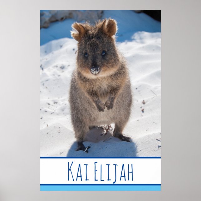 Póster Quokka en la playa de los niños azules de Australi (Frente)