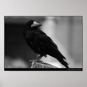 Póster Quoth el cuervo