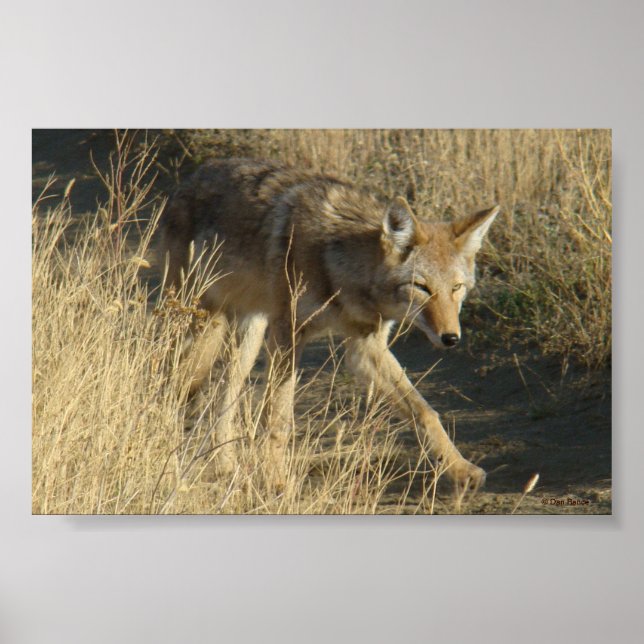 Póster R14 Coyote Walking (Frente)