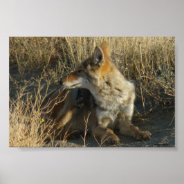 Póster R16 Coyote Rascando