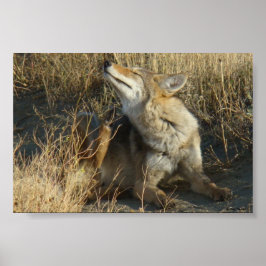 Póster R17 Coyote Rascando