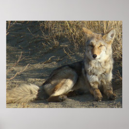 Póster R19 Coyote Acostado