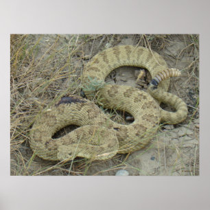 Póster R20 Prairie Rattlesnake