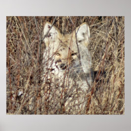 Póster R21 Coyote "Te vigila"