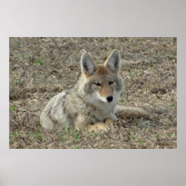 Póster R22 Coyote Acostado