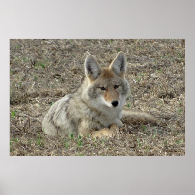 Póster R22 Coyote Acostado (Frente)