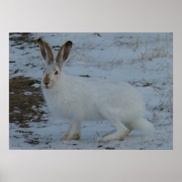 Póster R23 Snowshoe Hare