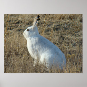 Póster R25 Snowshoe Hare