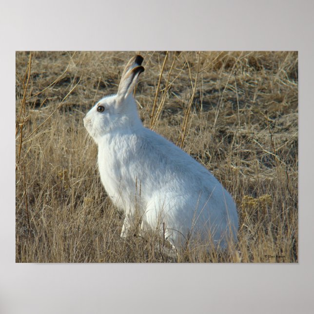 Póster R25 Snowshoe Hare (Frente)