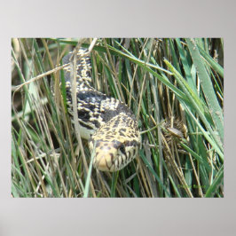 Póster R4 Bull Snake in Grass