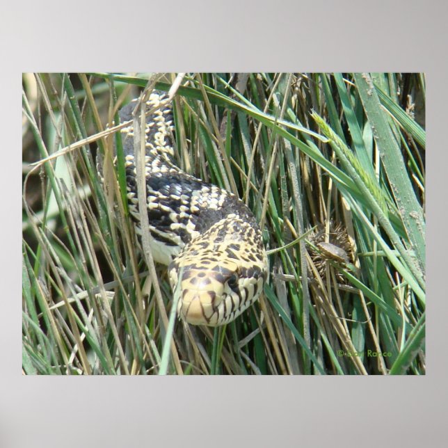 Póster R4 Bull Snake in Grass (Frente)