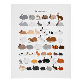 Póster Rabbit breeds chart