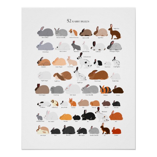 Póster Rabbit breeds chart (Anverso)
