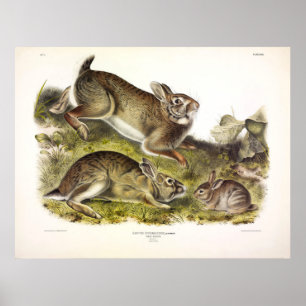 Póster Rabbit gris / Cottontail oriental por Audubon