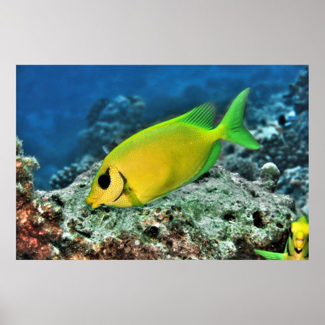 Póster Rabbitfish (Frente)