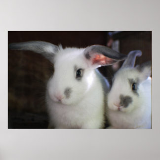 Póster Rabbits