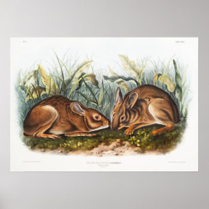 Póster Rabbits Illustration
