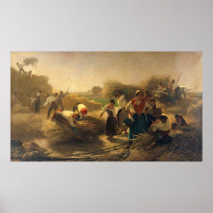 Póster Rabina de trilla en los campos de Lille