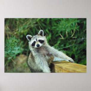 Póster Raccoon #2