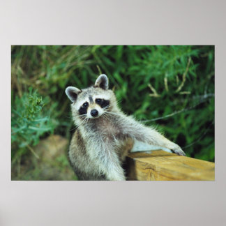 Póster Raccoon #2