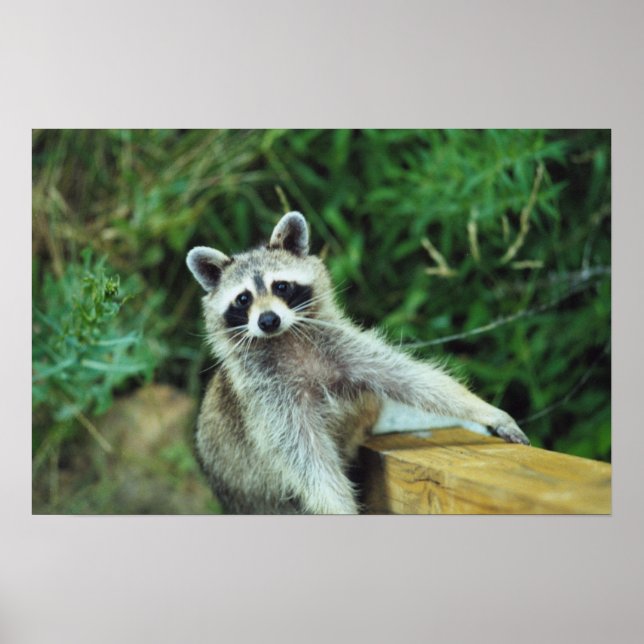 Póster Raccoon #2 (Frente)