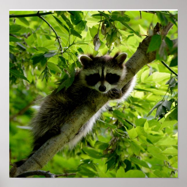 Póster Raccoon en el mapache gris mate de árbol verde (Frente)
