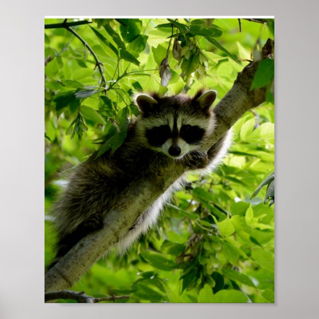 Póster Raccoon en el mapache gris mate de árbol verde (Frente)