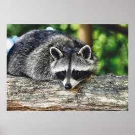 Póster Raccoon Log Mammal de Vida Silvestre