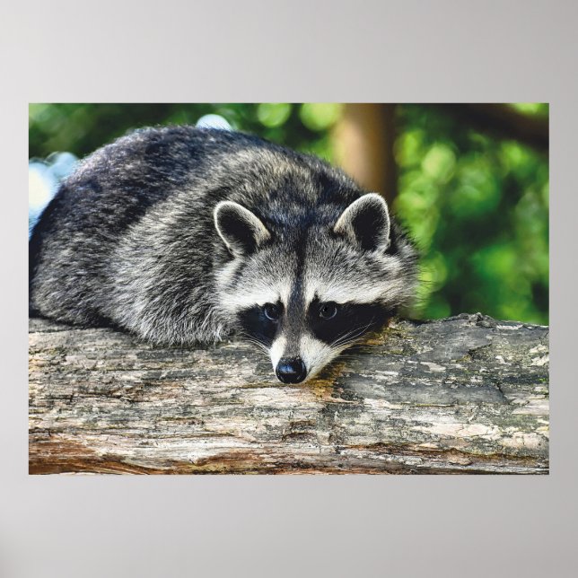 Póster Raccoon Log Mammal de Vida Silvestre (Frente)