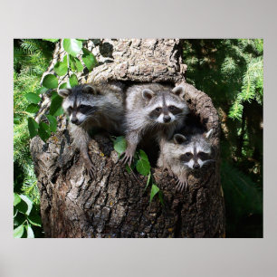 Póster Raccoon - Los Tres Amigos