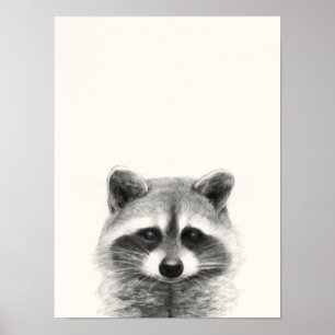 Póster Raccoon Pencil Drawing