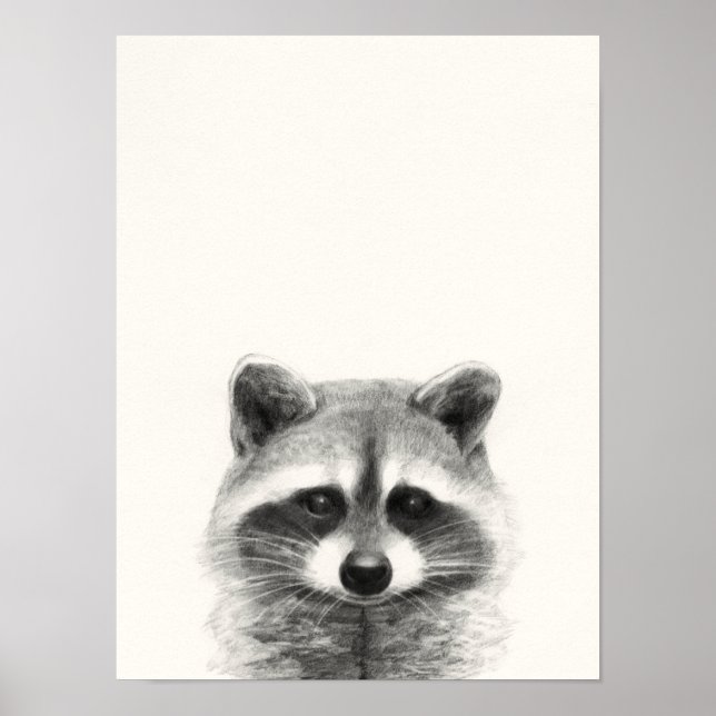 Póster Raccoon Pencil Drawing (Frente)