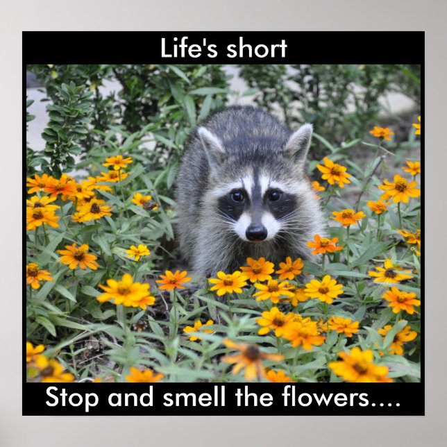 Póster Raccoon Poster (Frente)