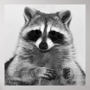 Póster Raccoon Poster De Retrato Blanco Y Negro
