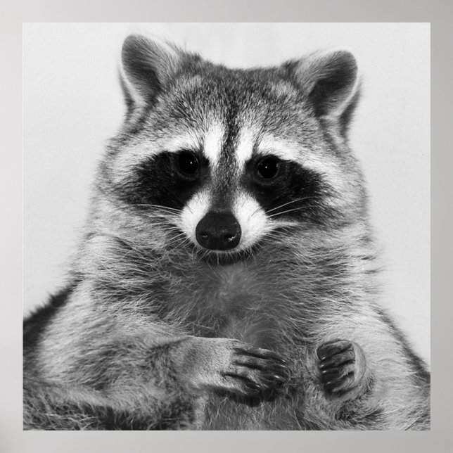 Póster Raccoon Poster De Retrato Blanco Y Negro (Frente)