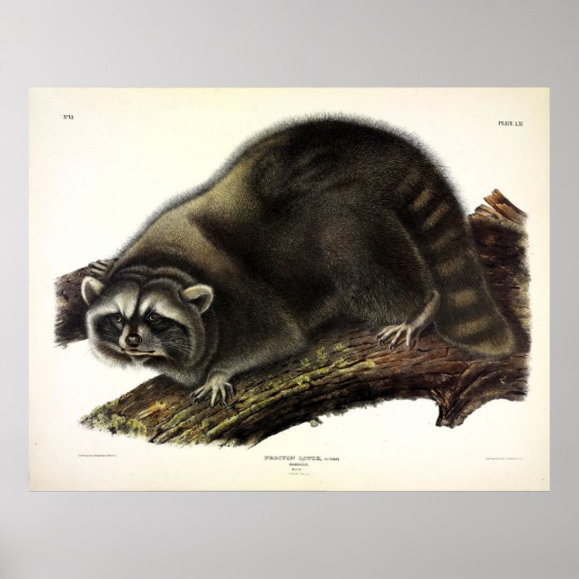 Póster Raccoon (Procyon Lotor) de Audubon (Frente)