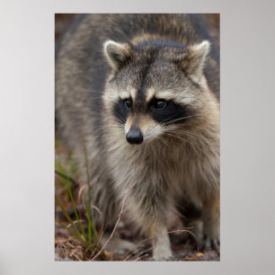 Póster Raccoon, Procyon lotor, Florida, Estados Unidos 1
