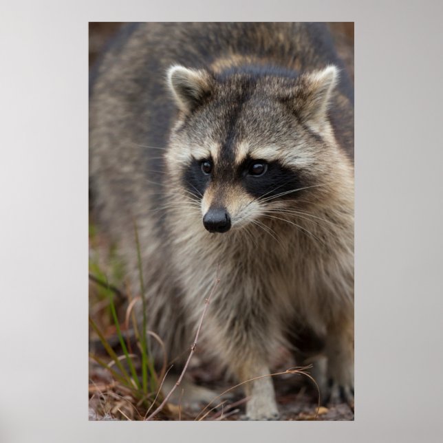 Póster Raccoon, Procyon lotor, Florida, Estados Unidos 1 (Frente)